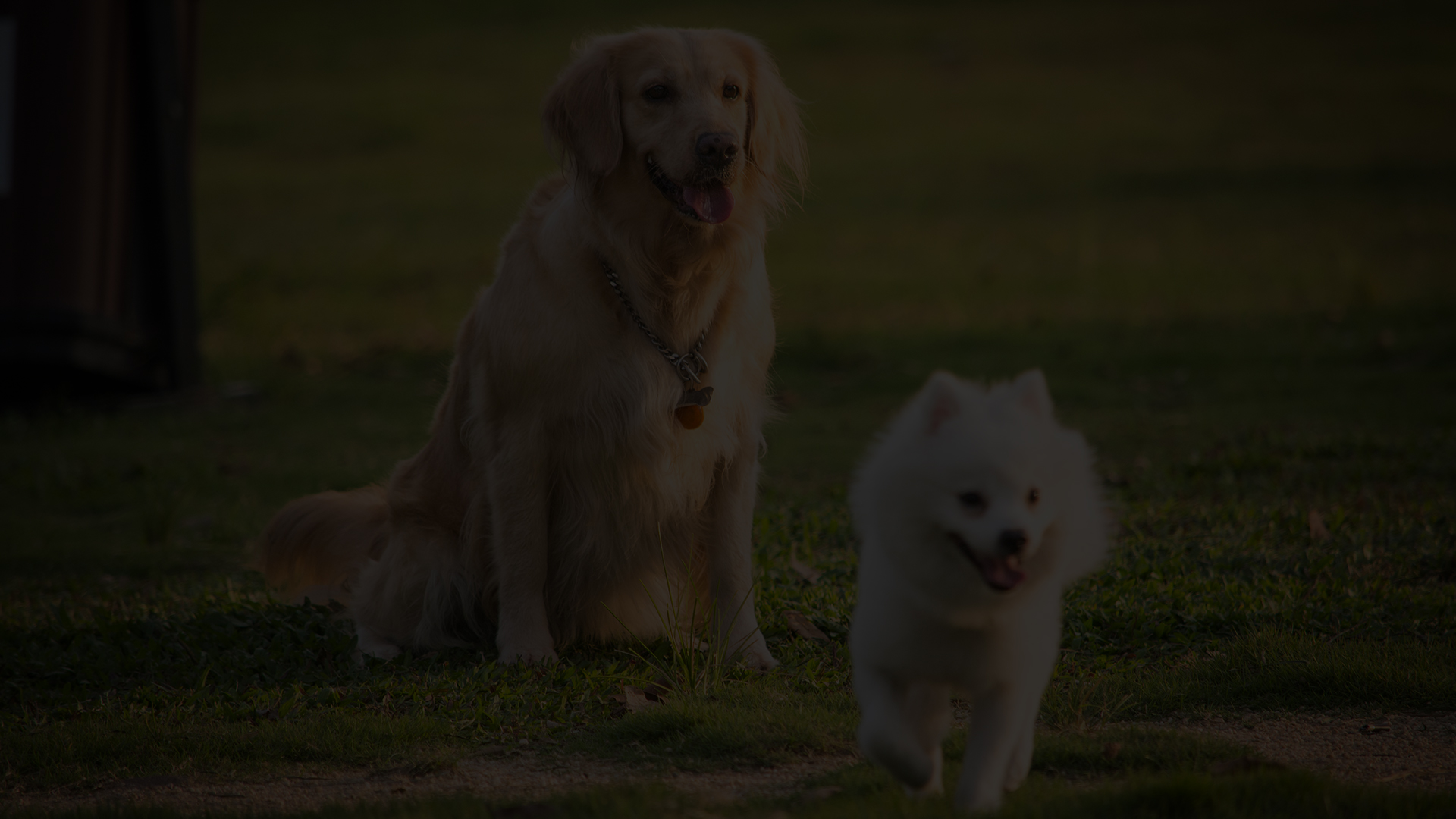 宠物尿片类薄膜包装